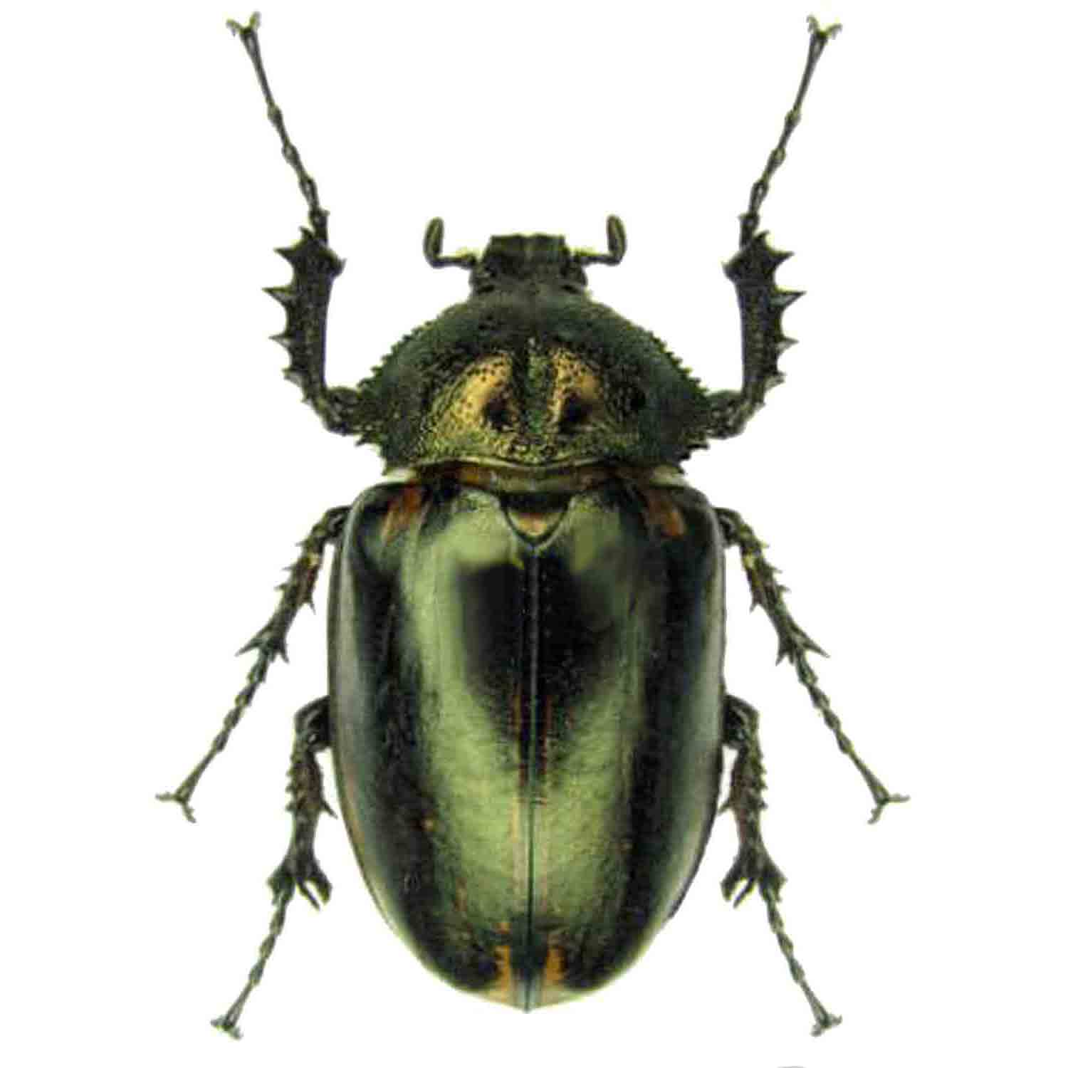 その他 Giant Beetles: Euchirinae - Dynastinae その他 Giant Beetles: Euchirinae - Dynastinae Dynastinae
